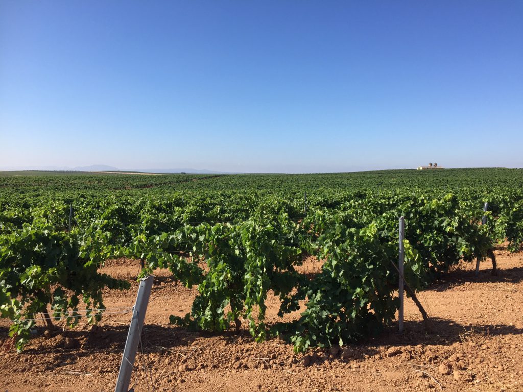 campo de vides con el cielo azul